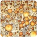 Псилоцибиновые (галлюциногенные) грибы в Петровске Psilocybin "Golden Teacher" Псилоцибиновые (галлюциногенные) грибы в Петровске Psilocybin "Golden Teacher"