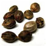 Семена марихуаны АК-47 (Seeds AK-47) в Петровске Семена марихуаны АК-47 (Seeds AK-47) в Петровске